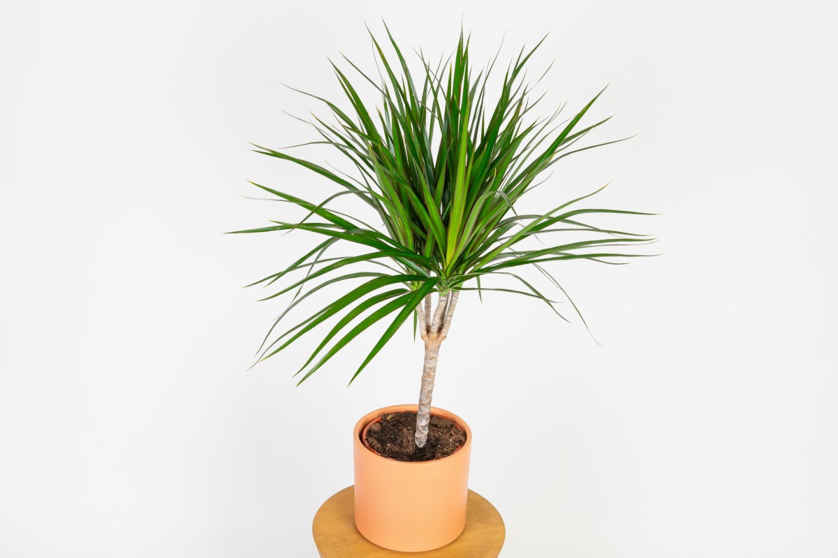 Dracena-marginata-dracena-obrzeżona-02.jpg