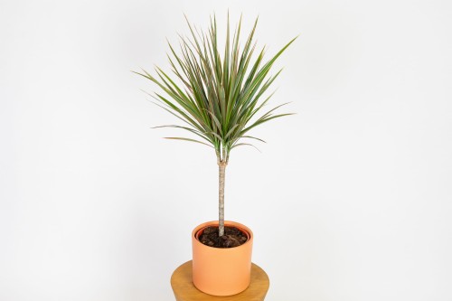 Dracaena marginata 'Bicolor' (Dracena obrzeżona)