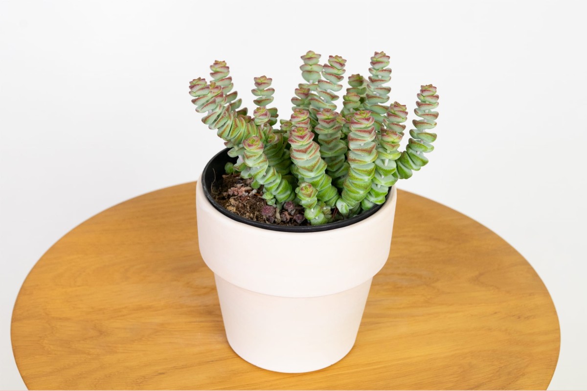 Crassula-marnieriana-hottentot-grubosz.jpg
