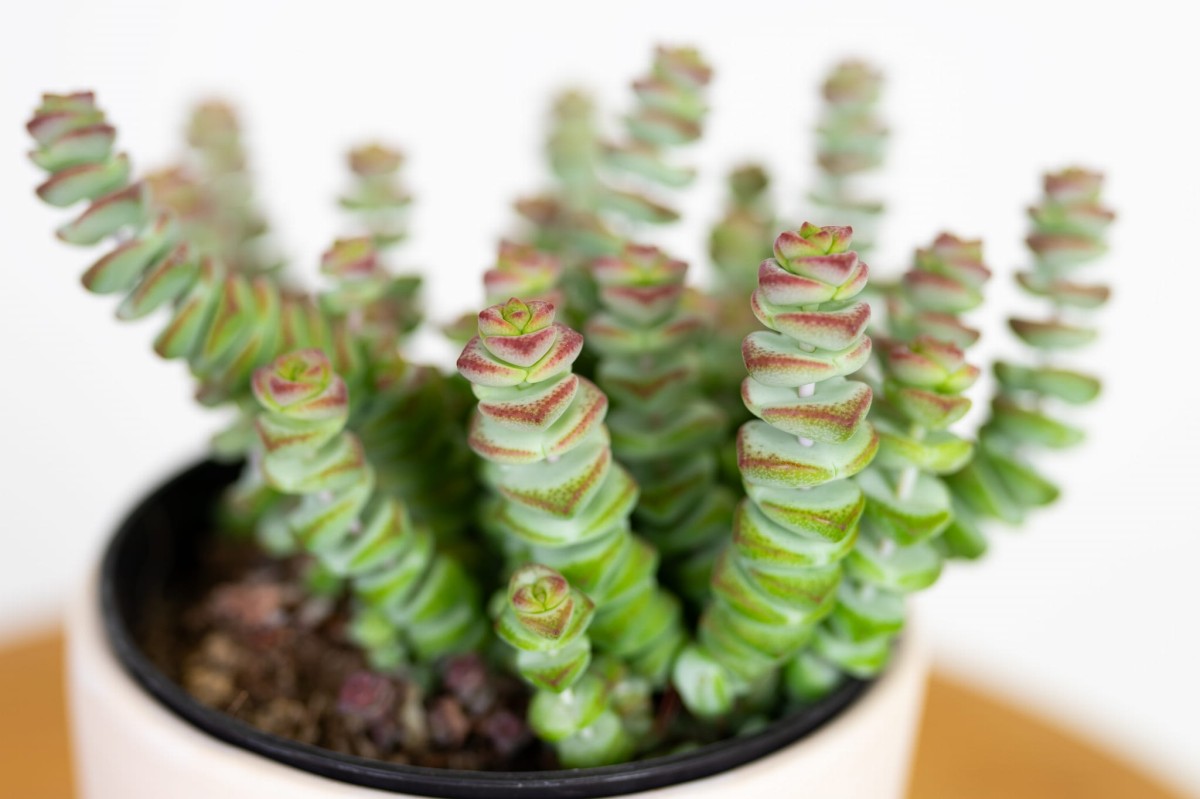 Crassula-marnieriana-hottentot-grubosz-02.jpg