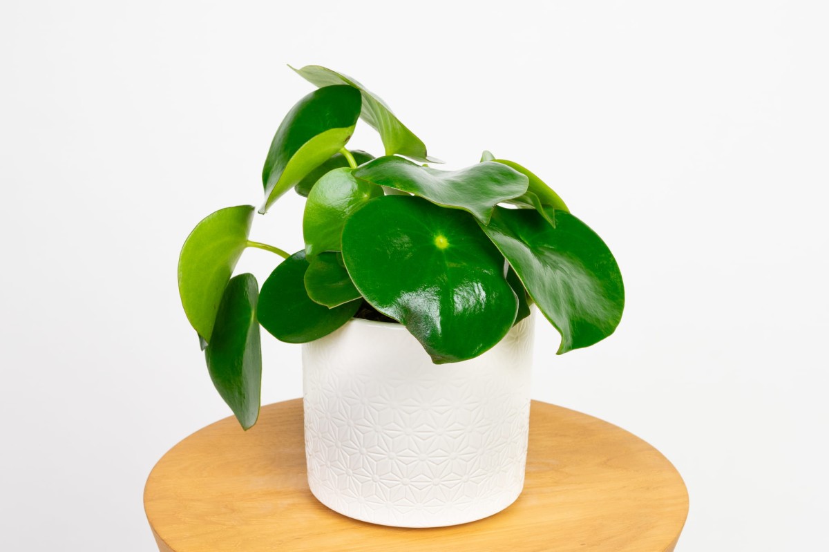 Peperomia-polybotrya-raindrop-pieniążek.jpg