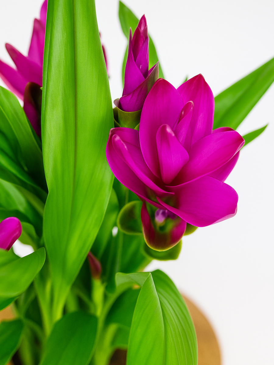 Curcuma 'Siam Splash' – Kurkuma wąskolistna o dekoracyjnych liściach i egzotycznych kwiatach - Zielona Flora.png