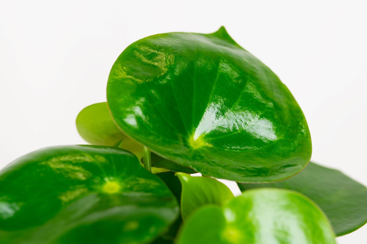 Peperomia-polybotrya-raindrop-pieniążek-04.jpg
