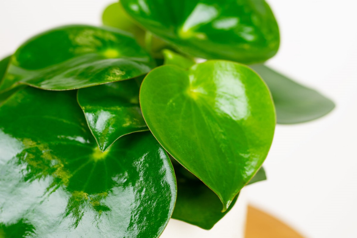 Peperomia-polybotrya-raindrop-pieniążek-03.jpg