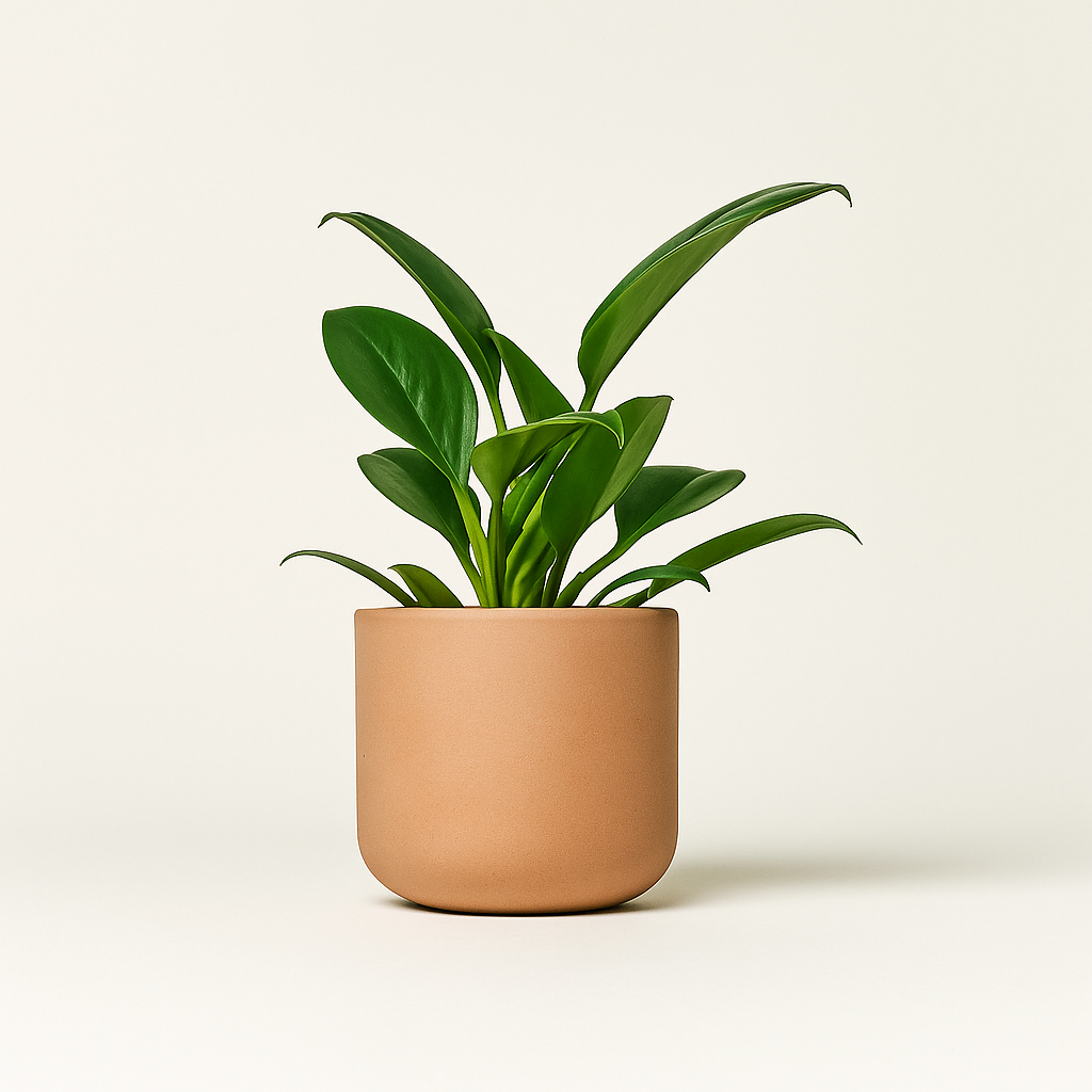 betonowa osłonka camel ręcznie robiona, jakość premium Zielona Flora 1.png