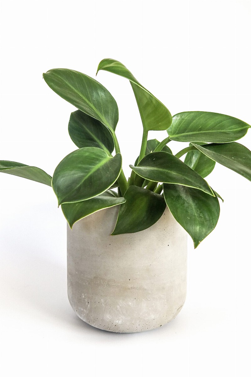 betonowa osłonka rustic ręcznie robiona, jakość premium Zielona Flora 1.png
