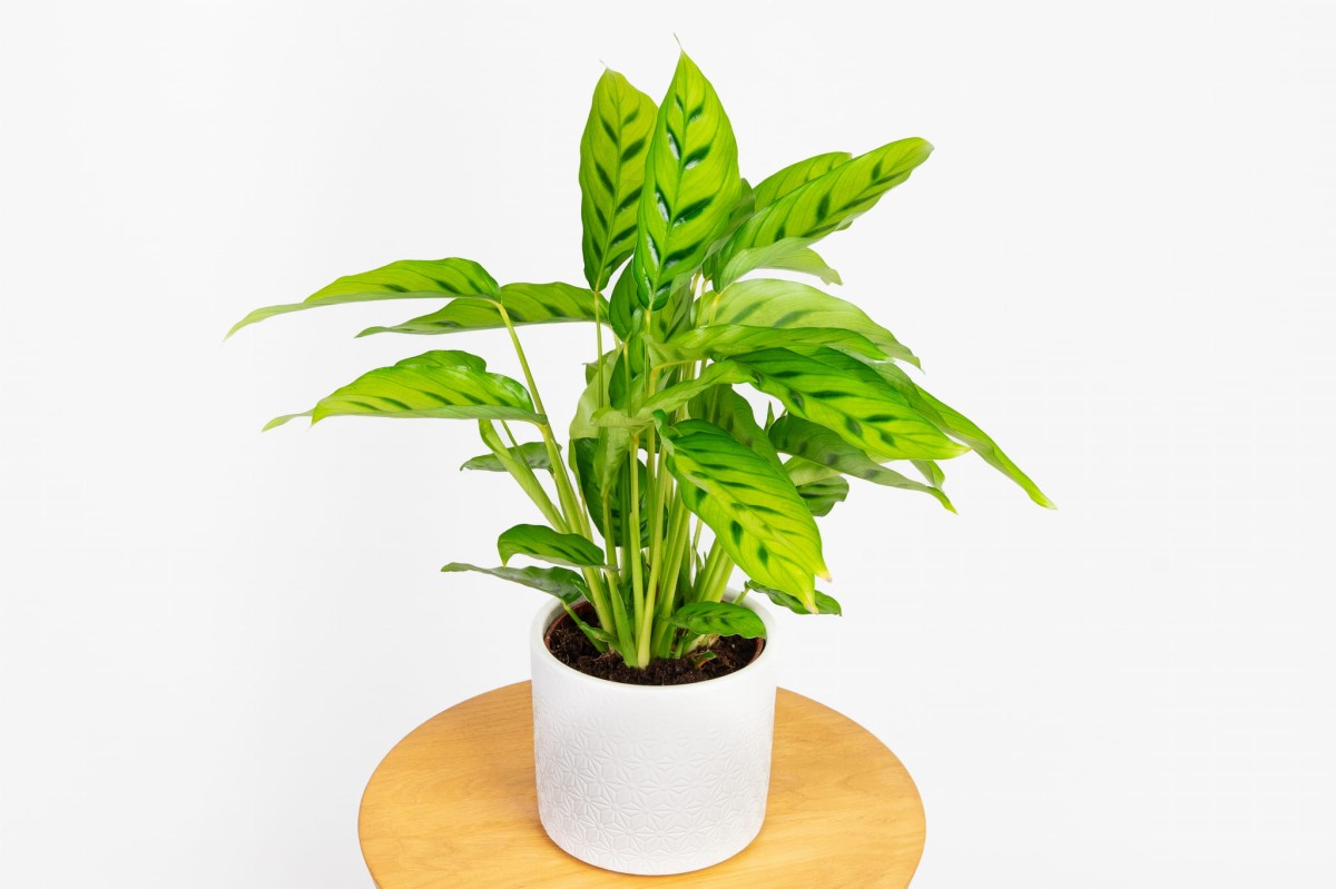 Calathea-leopardina-kalatea.jpg