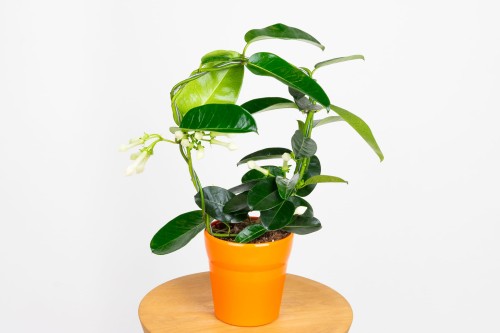 Stefanotis Bukietowy (Stephanotis Floribunda)