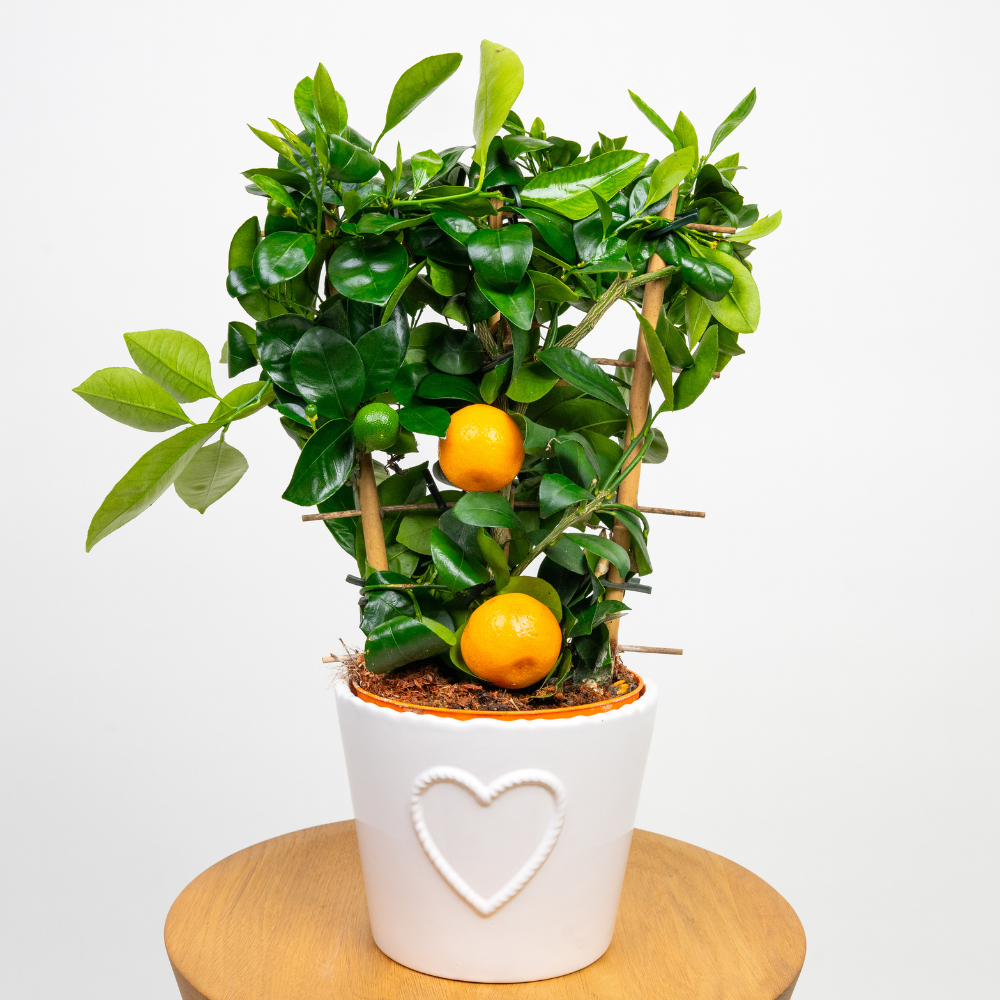 Mandarynka Citrus reticulata – Egzotyczne drzewko owocowe do domu.png