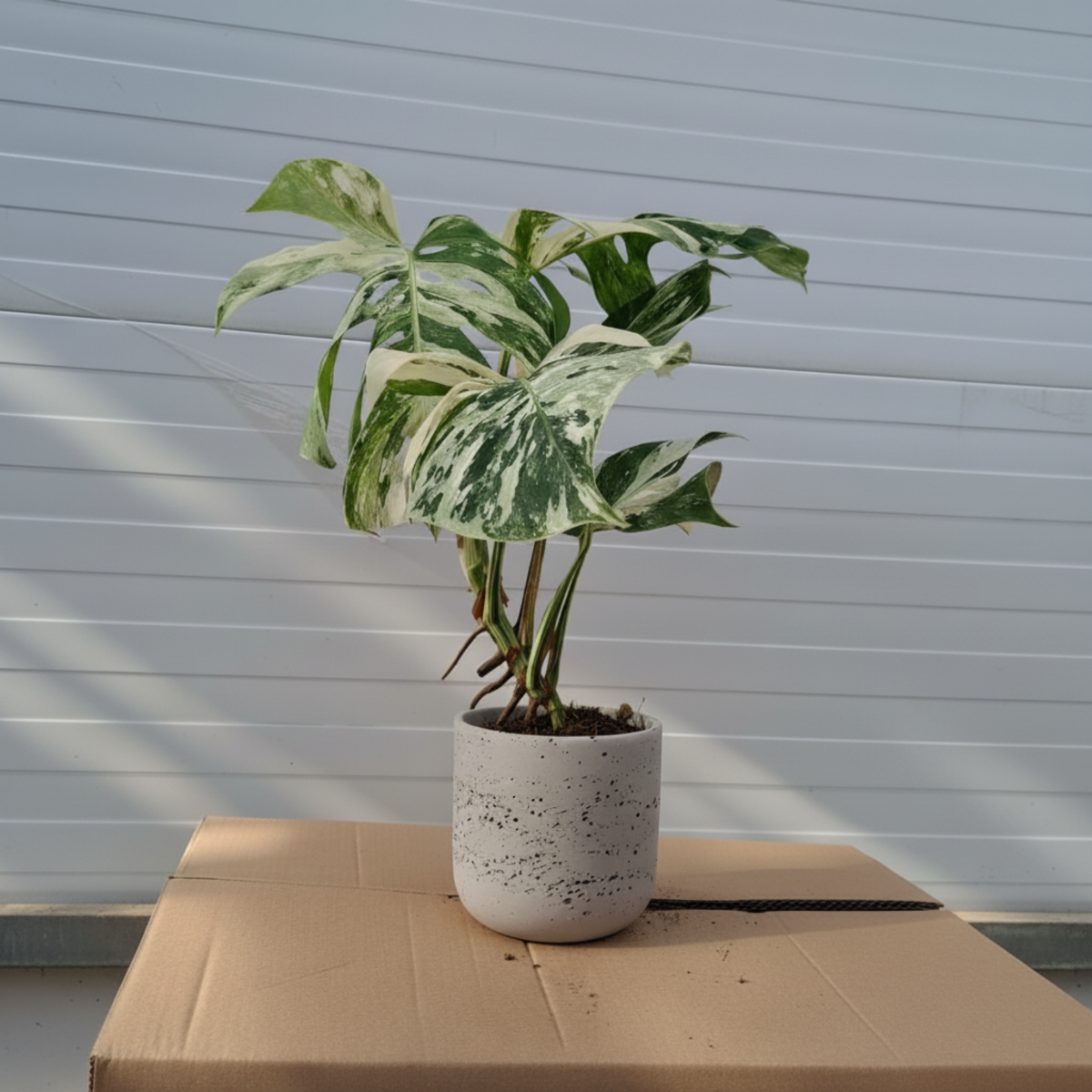 Monstera deliciosa Variegata – Kolekcjonerska roślina o biało-zielonych liściach_ ZIELONA FLORA