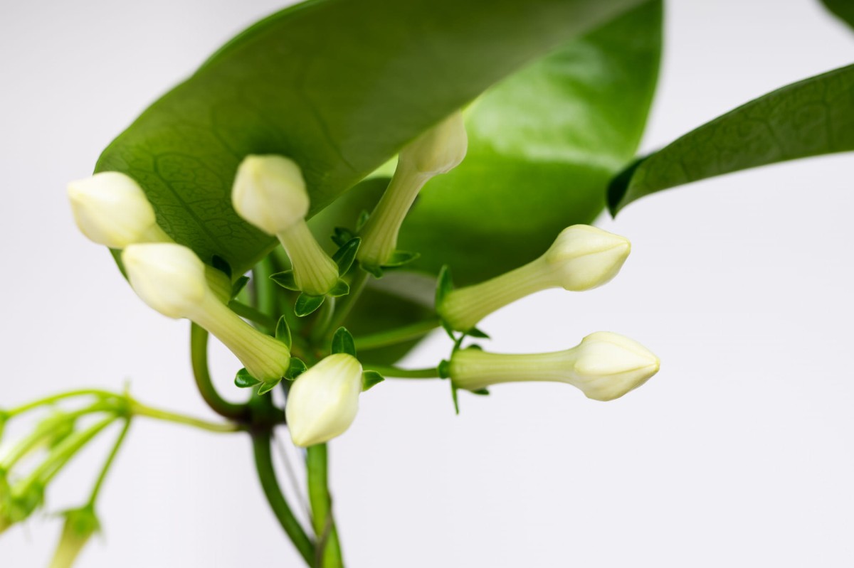 Stefanotis-bukietowy-stephanotis-floribunda-03.jpg