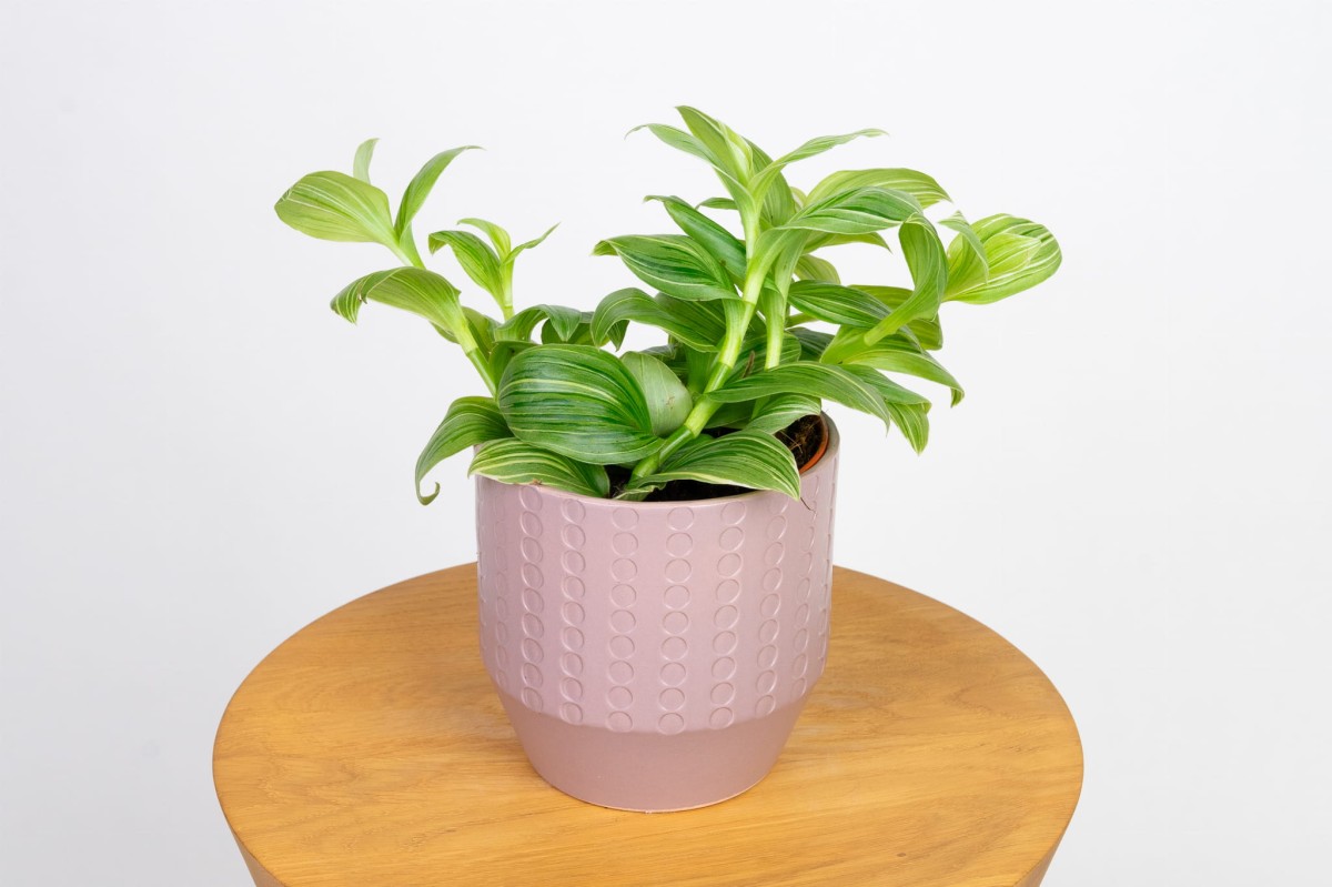 Trzykrotka-wężykowata-tradescantia-fluminensis.jpg
