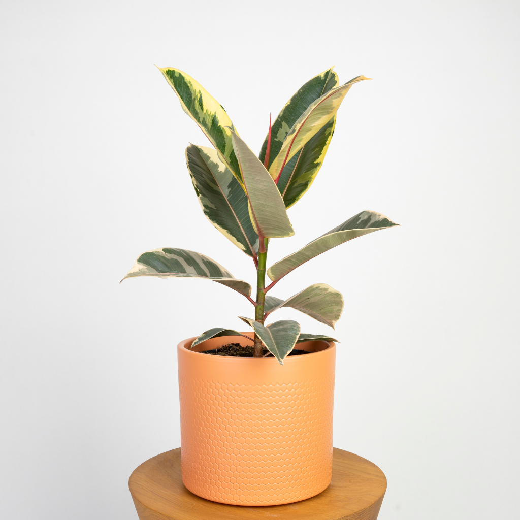 ficus-elastica-tineke-figowiec-sprezysty.jpg