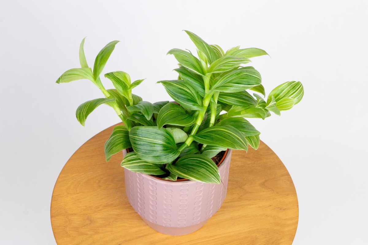 Trzykrotka-wężykowata-tradescantia-fluminensis-02.jpg