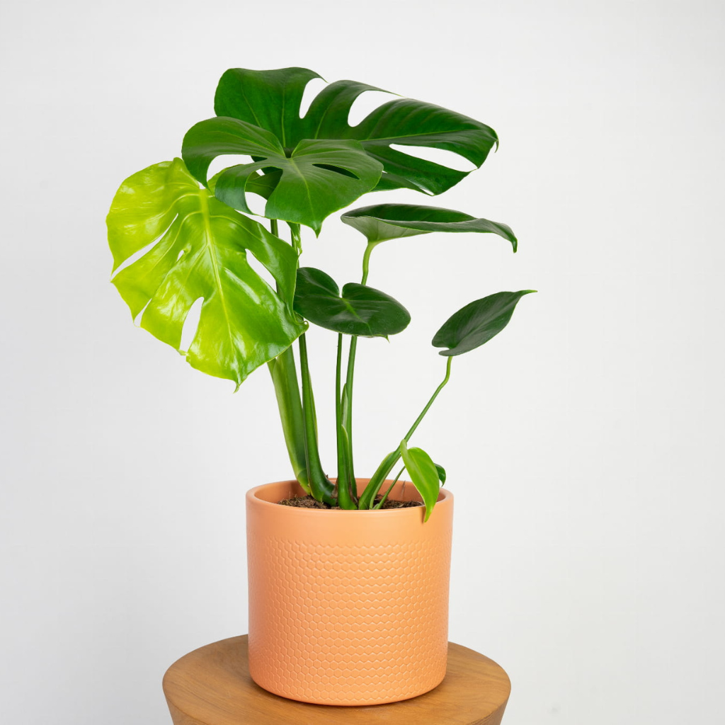 Monstera deliciosa (Monstera dziurawa).png