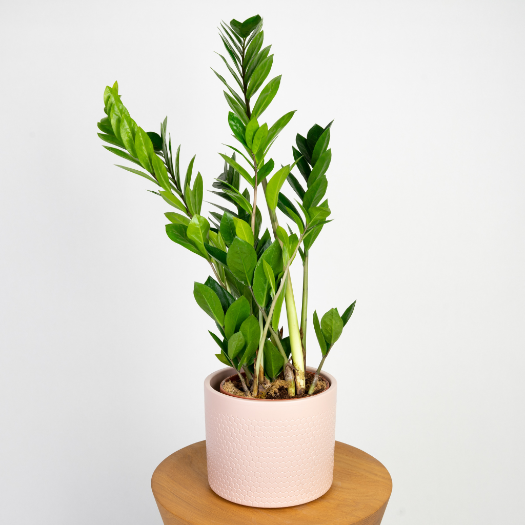 zamioculcas-zamiifolia-zamiokulkas-zamiolistny