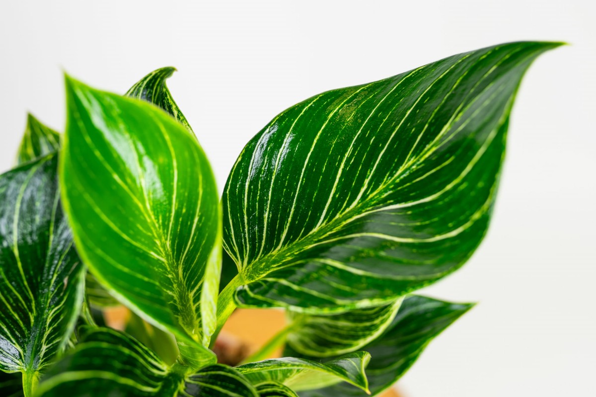 Philodendron-birkin-03.jpg