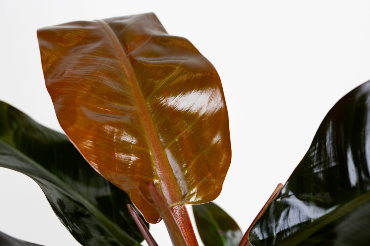 Philodendron-imperial-red-03.jpg