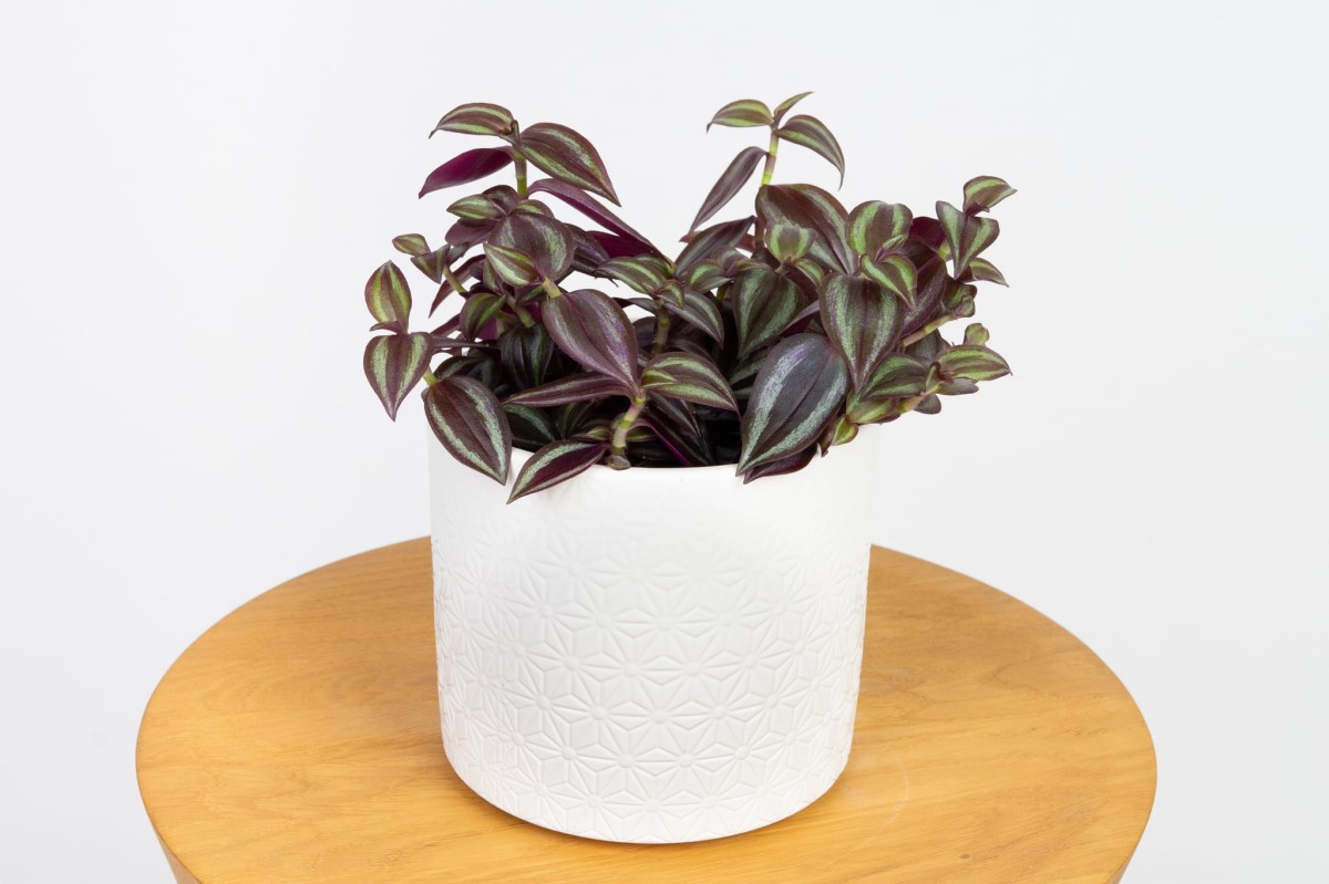 Trzykrotka-pasiasta-tradescantia.jpg