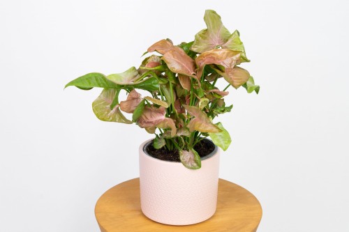 Syngonium Neon Robusta (Zroślicha)