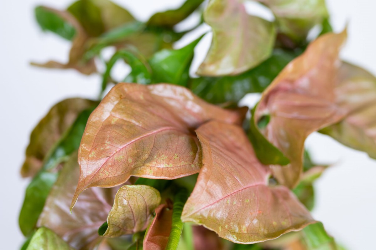 Syngonium-neon-robusta-zroślicha-04.jpg