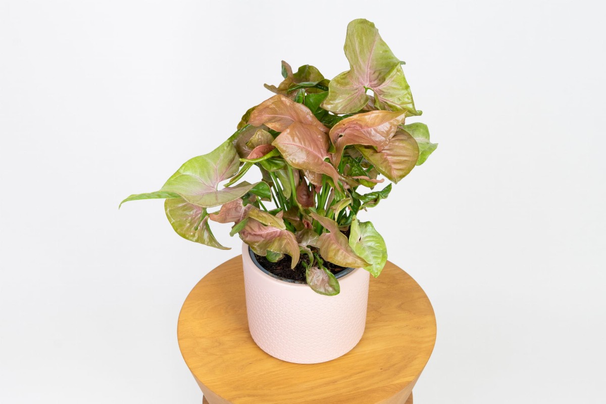 Syngonium-neon-robusta-zroślicha-02.jpg