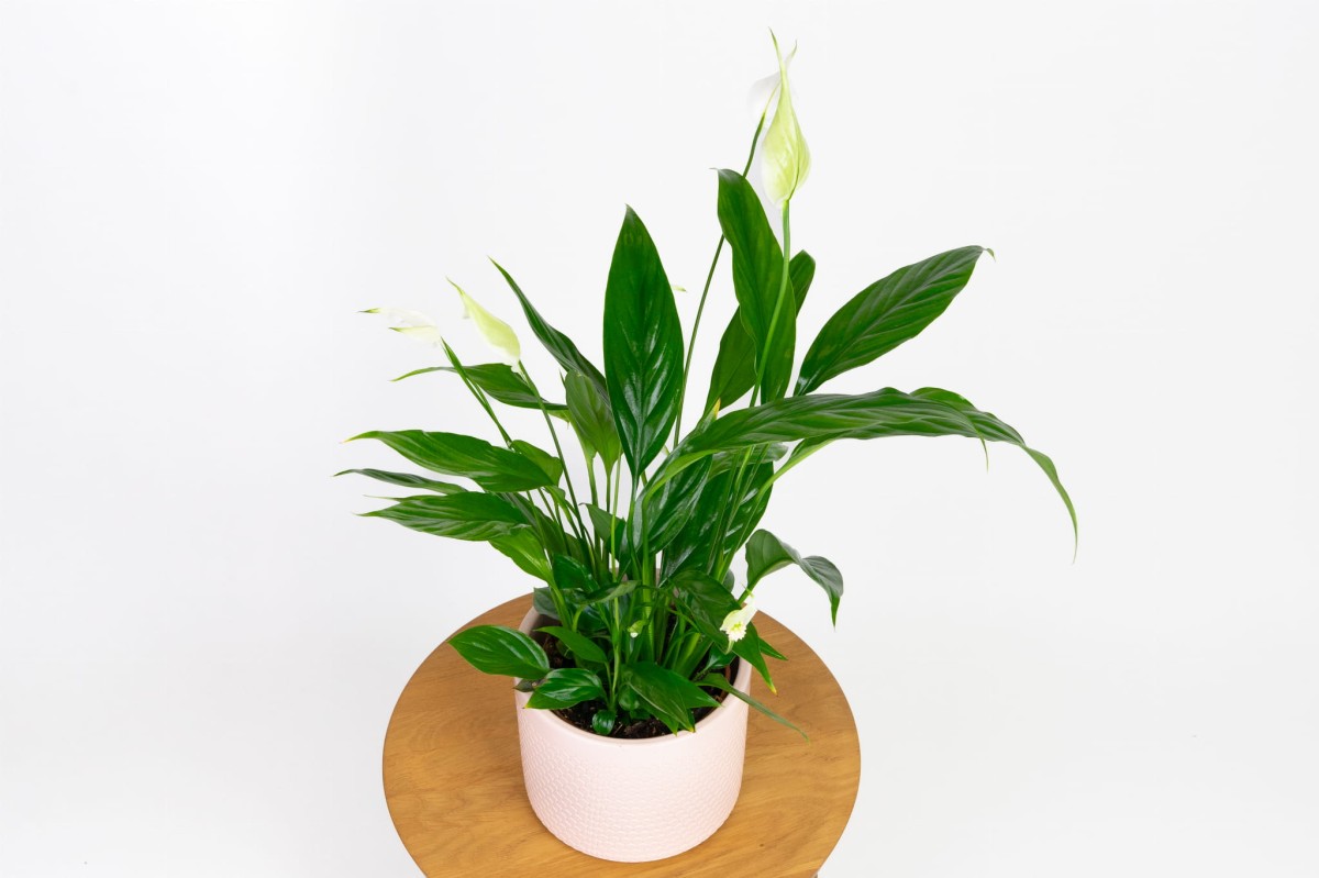Skrzydłokwiat-spathiphyllum-02.jpg