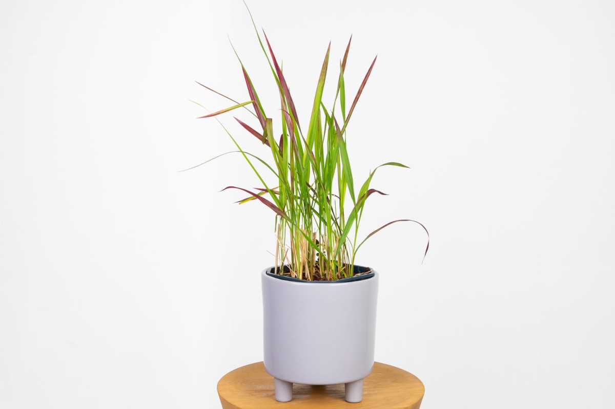 Imperata-cylindrica-red-baron.jpg
