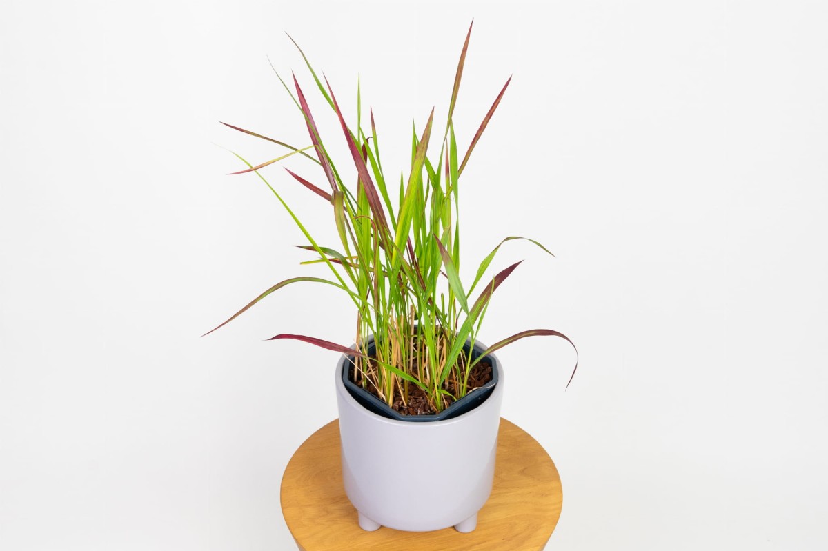 Imperata-cylindrica-red-baron-02.jpg