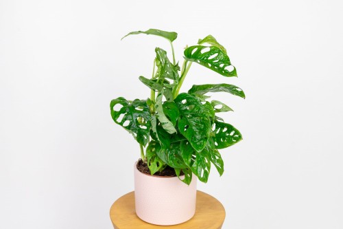 Monstera 'Monkey Mask'