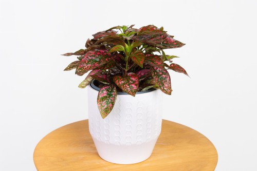 Hypoestes phyllostachya 'RED' Niedośpian kłosolistny