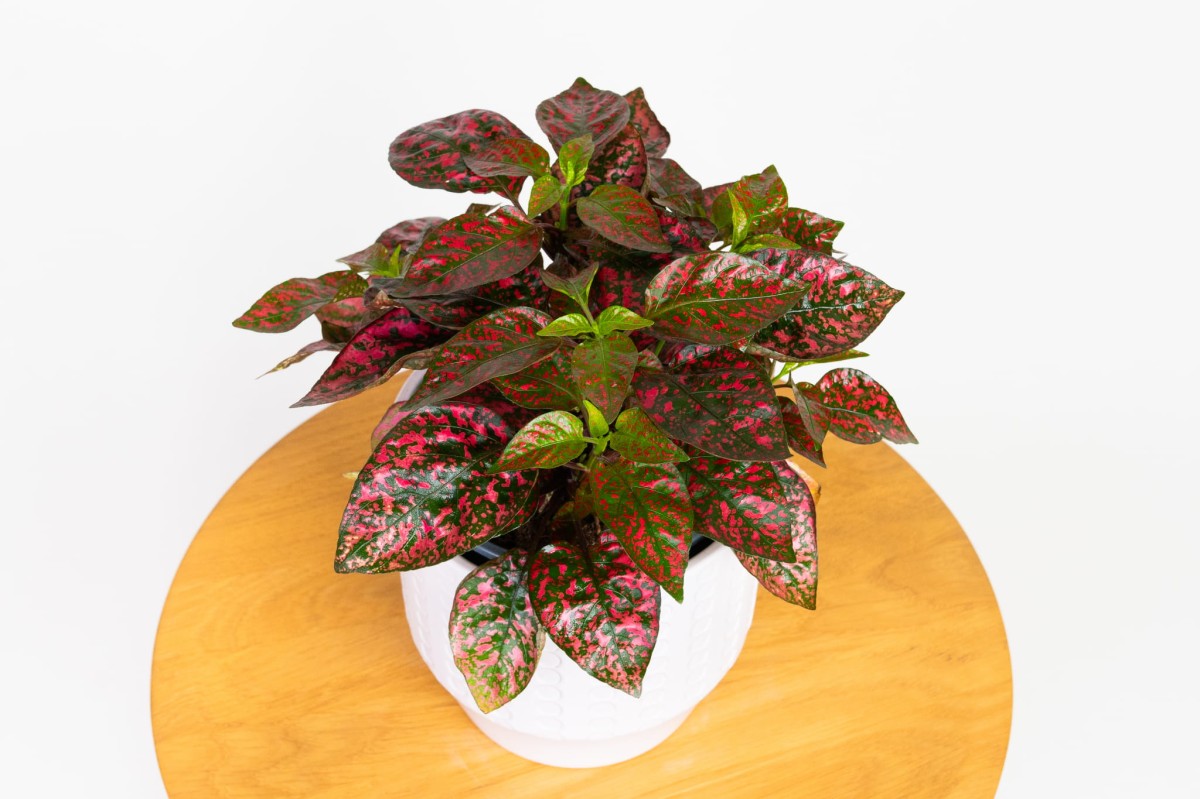 Hypoestes-phyllostachya-Red-Niedośpian-kłosolistny-02.jpg