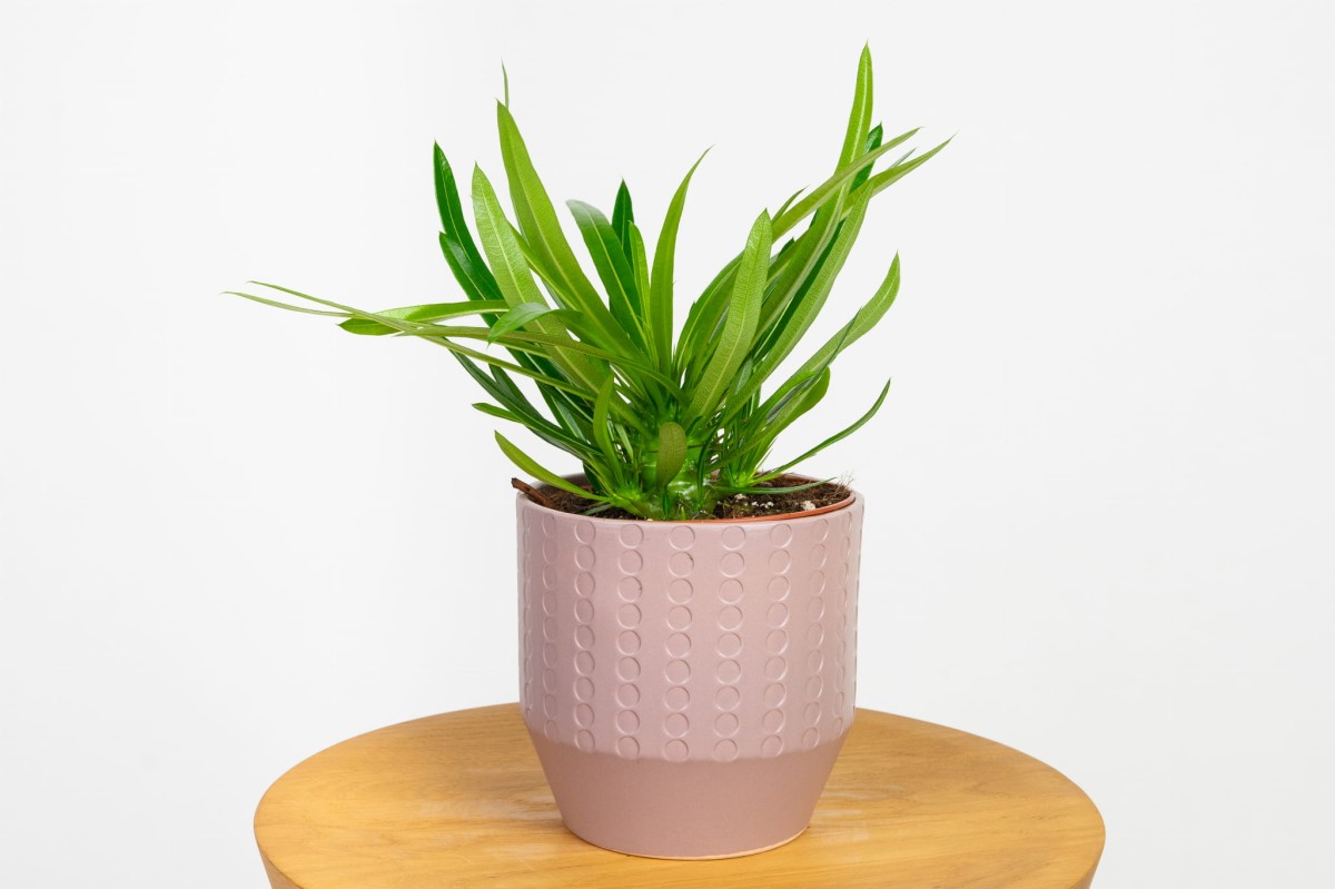Pachypodium-lamerei-palma-madagaskaru.jpg