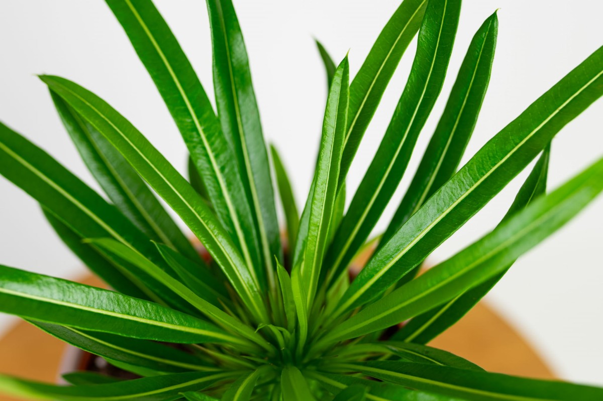 Pachypodium-lamerei-palma-madagaskaru-03.jpg