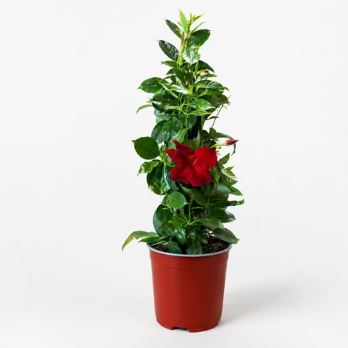 Mandewilla czerwona Sundaville® – Mandevilla sanderi, pnącze balkonowe