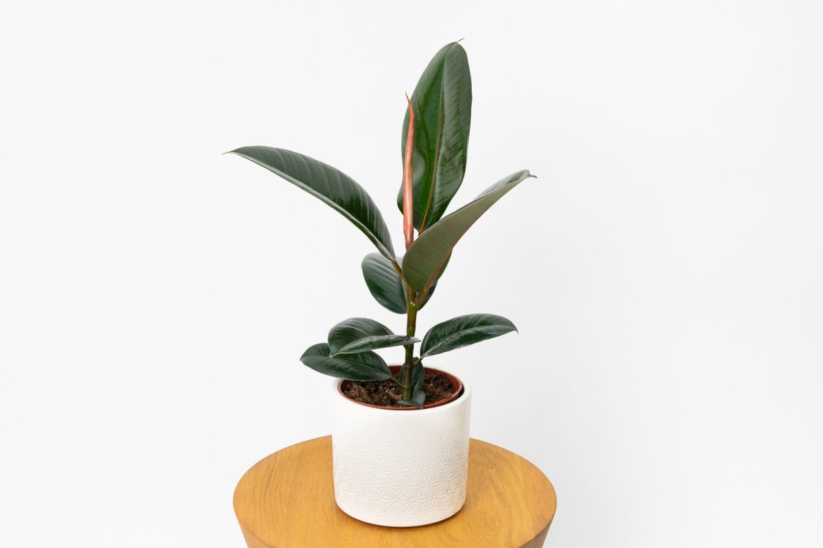 Ficus-elastica-Abidjan-Figowiec-sprezysty-01.jpg