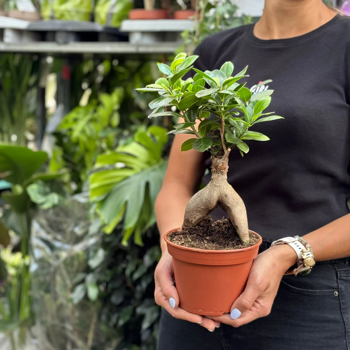 Ficus-Bonsai-D14.jpeg