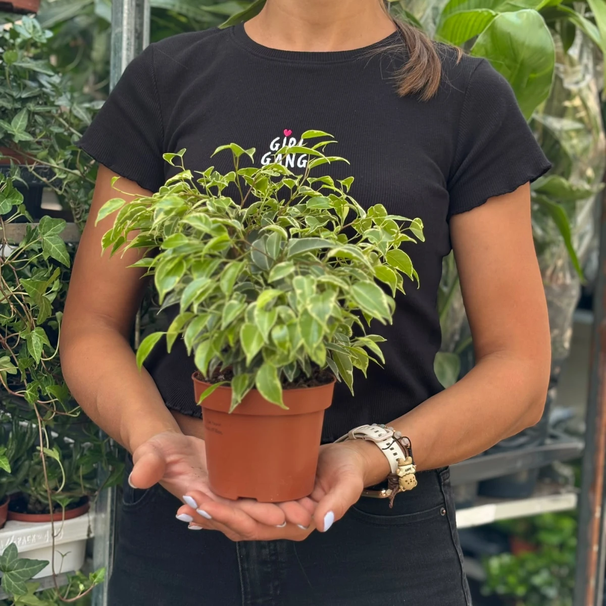 Ficus-Kinky-D12.jpeg
