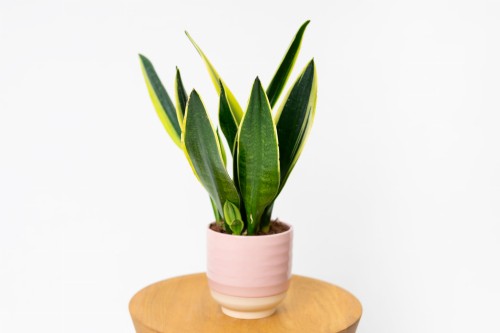 Sansewieria gwinejska 'Black Gold' Sansevieria trifasciata