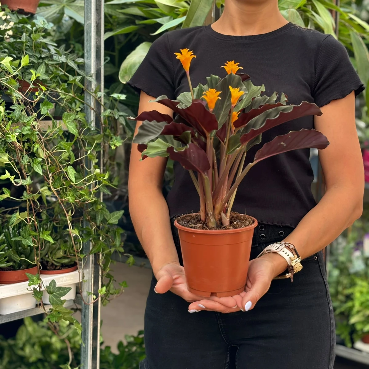 Calathea-Crocata-D14.jpeg