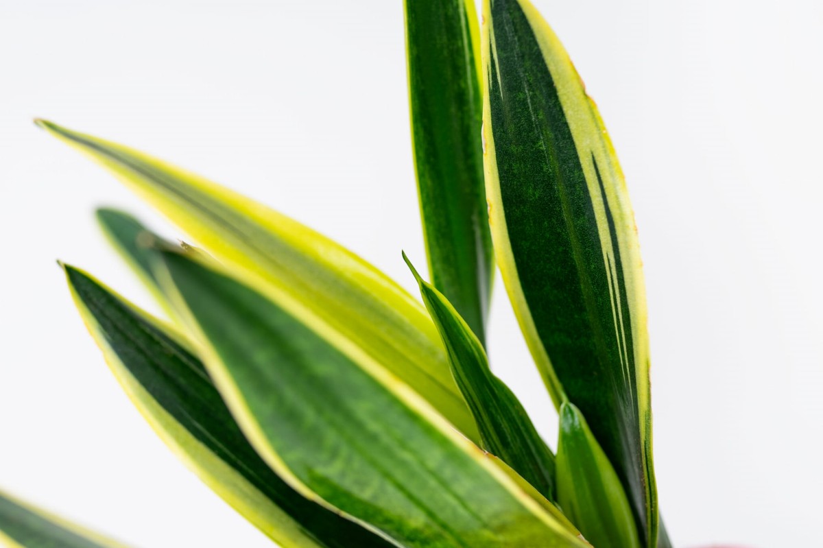 Sansewieria-gwinejska-laurentii-Sansevieria-trifasciata-03.jpg