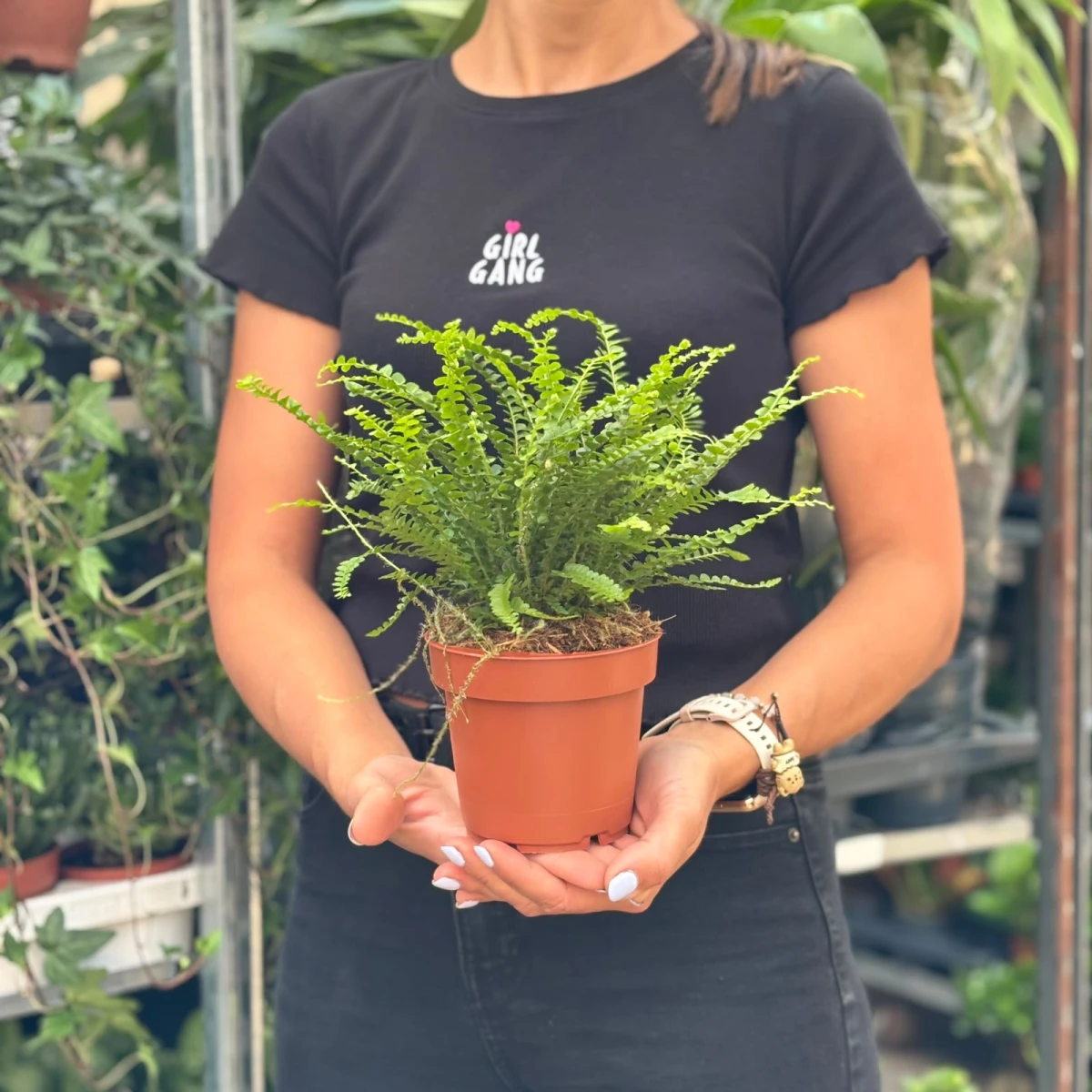 Paproć-Nephrolepis -Duffii.jpeg