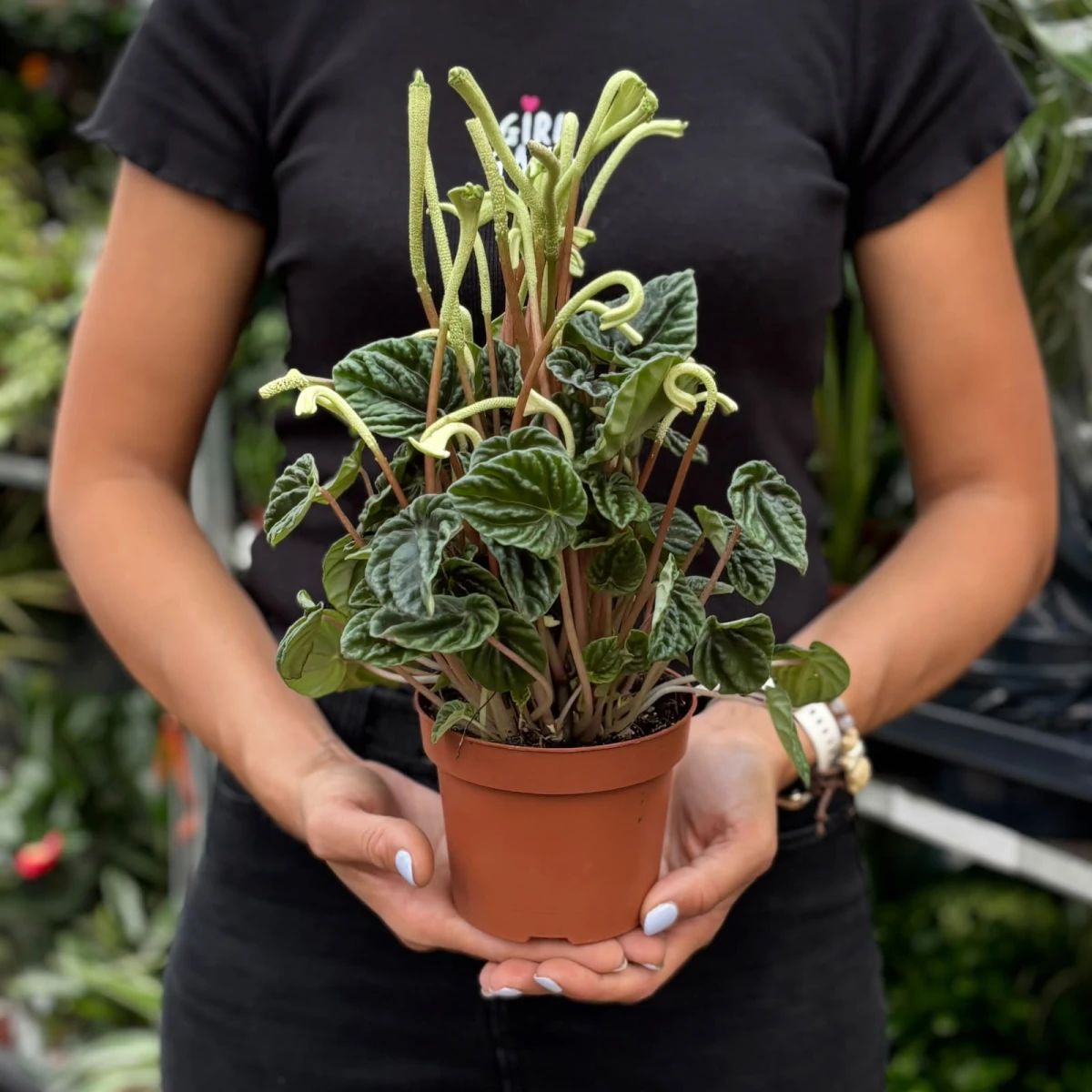 peperomia-lilian-kedzierzawa-roslina-doniczkowa-z-bialym-kwiatem.jpg
