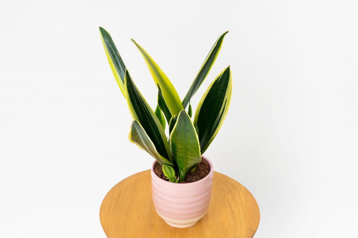 Sansewieria-gwinejska-laurentii-Sansevieria-trifasciata-02.jpg