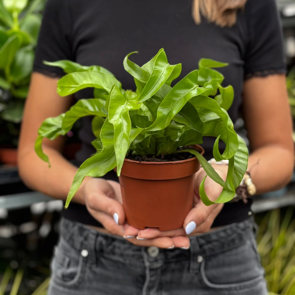 Asplenium nidus 'Crispy Wave' – egzotyczna zanokcica gniazdowa o falistych, zielonych liściach.jpg