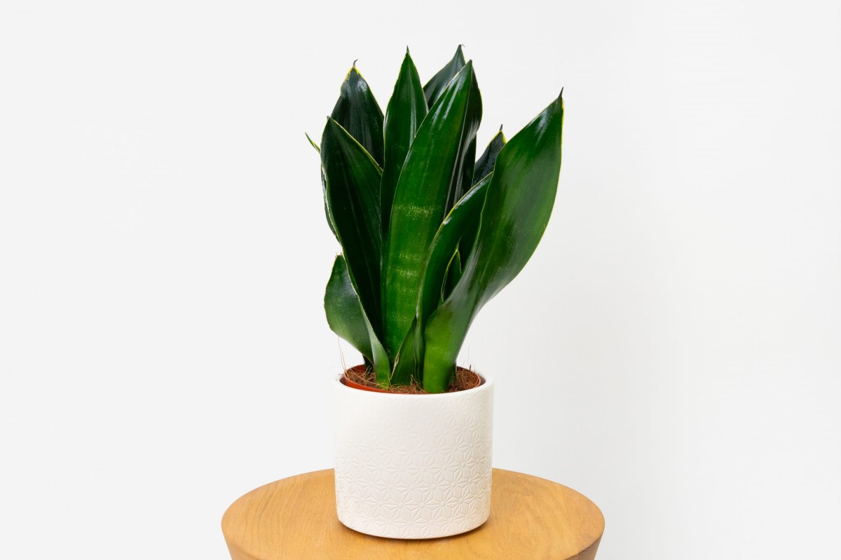 Sansevieria-Black-Flame-Sansewieria-01.jpg