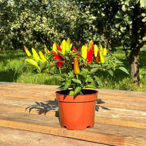 Papryczka ozdobna wielokolorowa (Capsicum annuum)