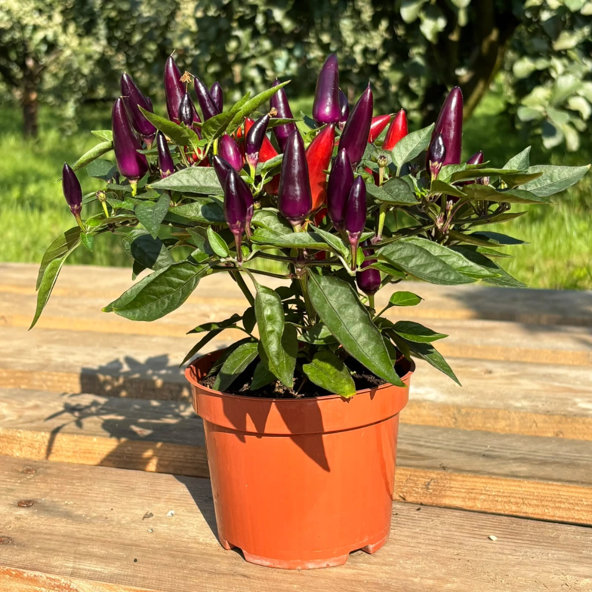 papryczka-ozdobna-fioletowa-capsicum-annuum-doniczka-12cm-01.jpeg