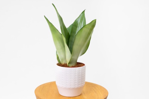 SANSEVIERIA MOONSHINE