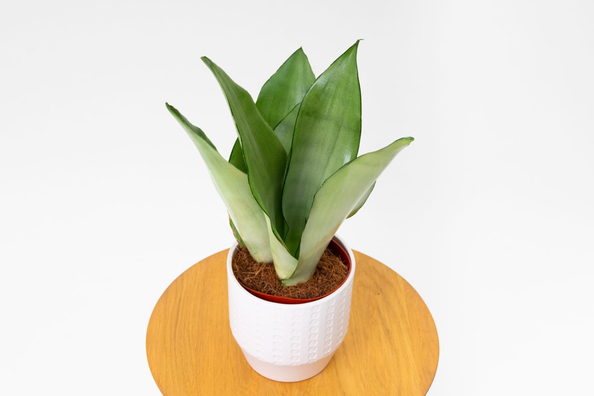 SANSEVIERIA-MOONSHINE-02.jpg